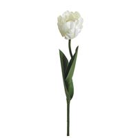 Papegøje tulipan, hvid 58cm